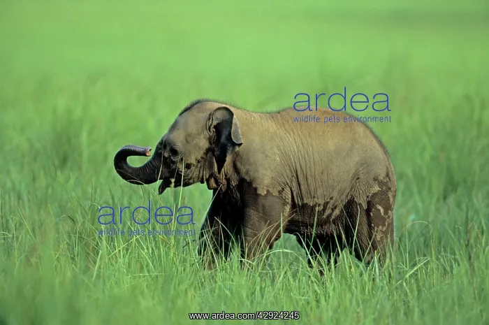  : Asian  /  Indian Elephant - Young in long grass