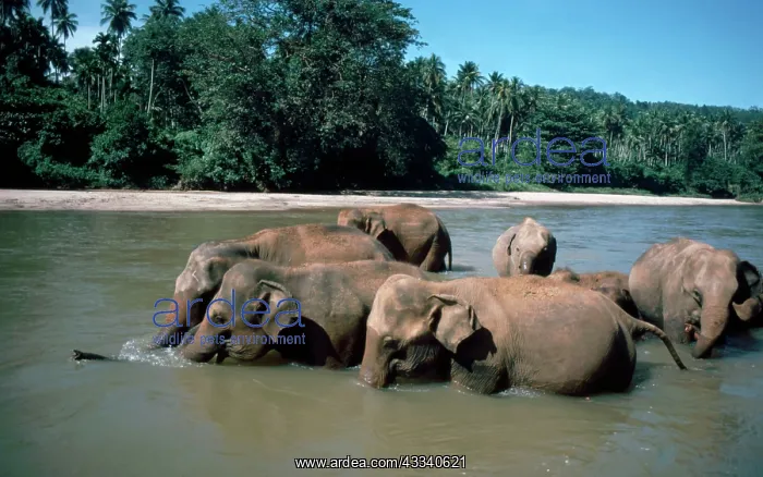 : Asian / Indian Elephants - bathing in river : Asian / Indian Elephants - bathing in river