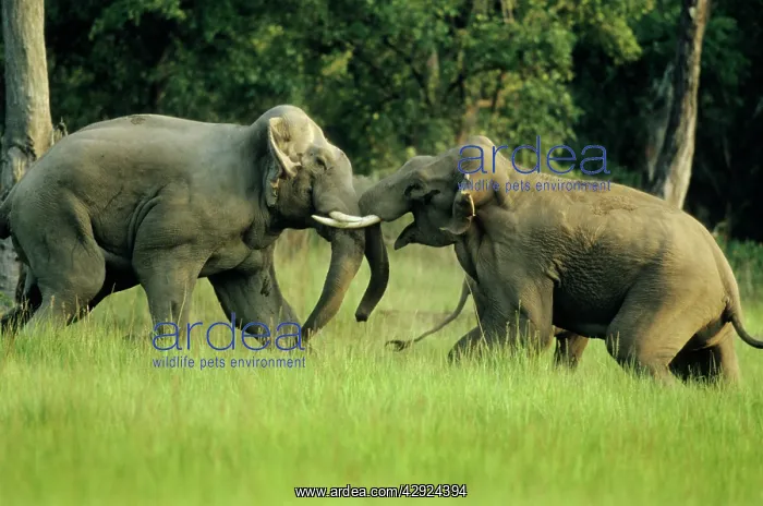 : Asian / Indian Elephants - Big bulls fighting : Asian / Indian Elephants - Big bulls fighting