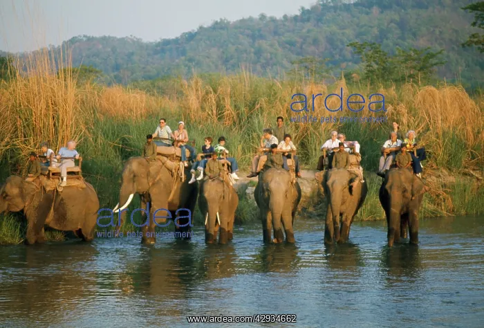 : ASIAN / INDIAN ELEPHANTS - carrying tourists : ASIAN / INDIAN ELEPHANTS - carrying tourists