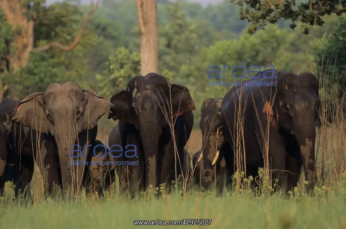 : Asian / Indian Elephants coming back from waterhole : Asian / Indian Elephants coming back from waterhole