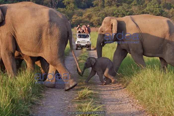 : Asian / Indian Elephants - crossing the track : Asian / Indian Elephants - crossing the track