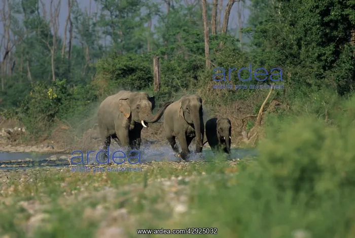  : Asian  /  Indian Elephants galloping in the river Ramganga