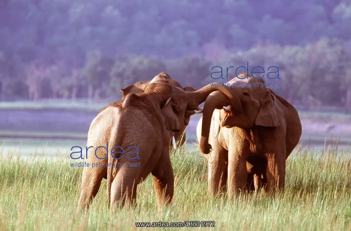 : Asian / Indian ELEPHANTS - two greeting / confrontation : Asian / Indian ELEPHANTS - two greeting / confrontation