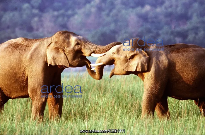 : Asian / Indian ELEPHANTS - greeting each other using trunks : Asian / Indian ELEPHANTS - greeting each other using trunks