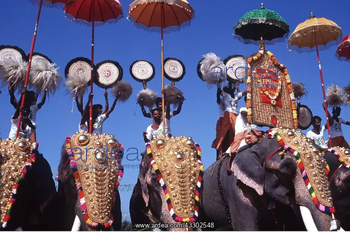 : Asian / Indian Elephants - Kerala Elephant March : Asian / Indian Elephants - Kerala Elephant March