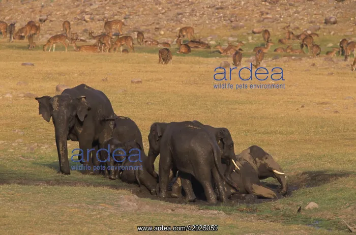  : Asian  /  Indian Elephants mud-wallowing