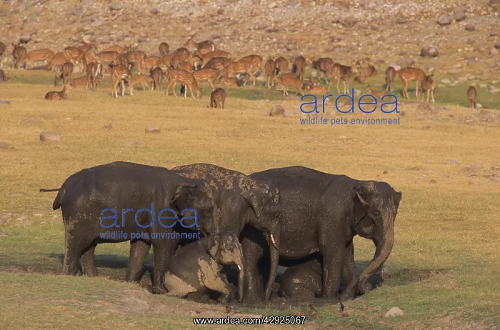 : Asian / Indian elephants mud-wallowing : Asian / Indian elephants mud-wallowing