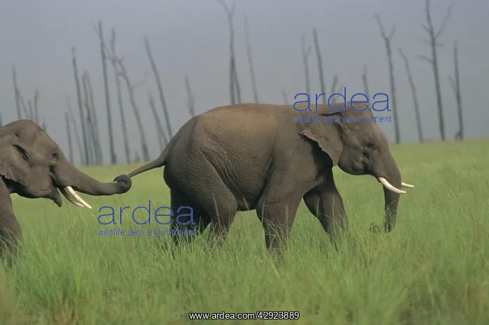 : Asian / Indian Elephants at play : Asian / Indian Elephants at play