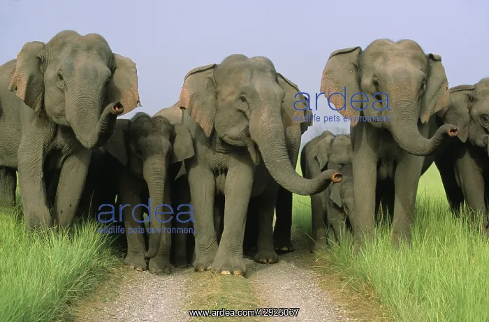 : Asian / Indian Elephants scenting : Asian / Indian Elephants scenting