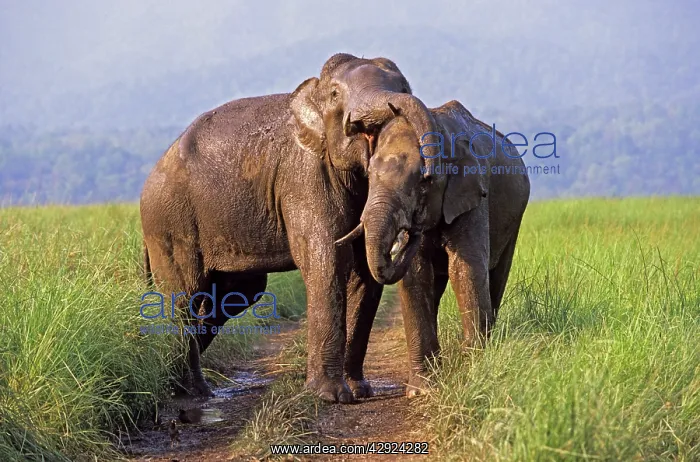 : Asian / Indian Elephants (Tuskers) - playing : Asian / Indian Elephants (Tuskers) - playing