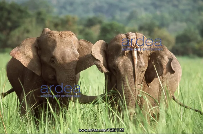 : Asian / Indian ELEPHANTS - two, one with Monitor : Asian / Indian ELEPHANTS - two, one with Monitor