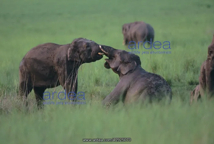 : Asian / Indian Elephants (Young tuskers) fighting : Asian / Indian Elephants (Young tuskers) fighting