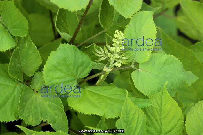 : Asian or Korean Ginseng in flower : Asian or Korean Ginseng in flower