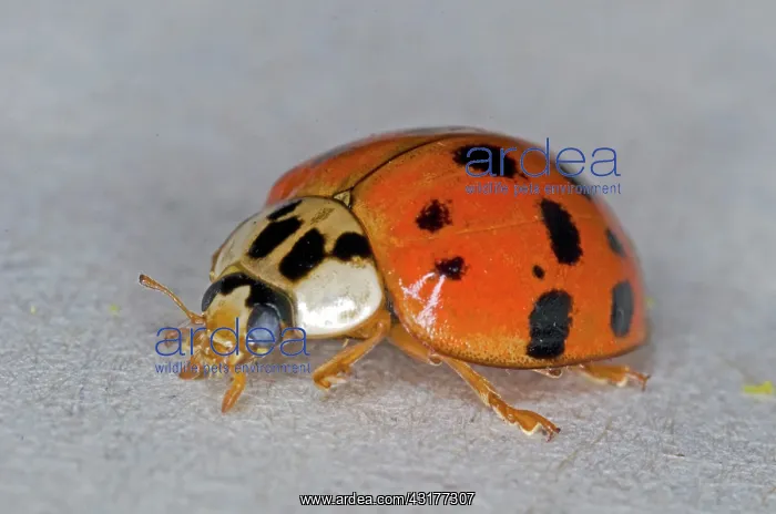 : Asian lady beetle : Asian lady beetle