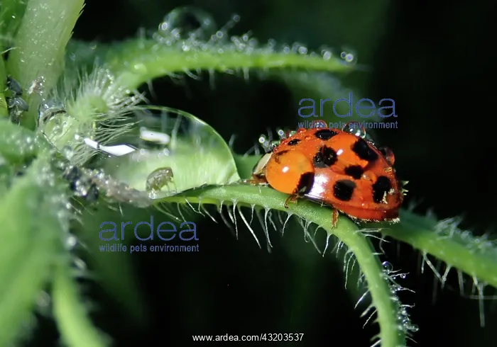 : Asian lady beetle (Harmonia axyridis), beneficial : Asian lady beetle (Harmonia axyridis), beneficial