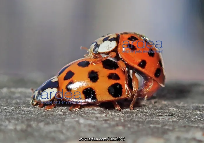 : Asian lady beetle (Harmonia axyridis), beneficial : Asian lady beetle (Harmonia axyridis), beneficial