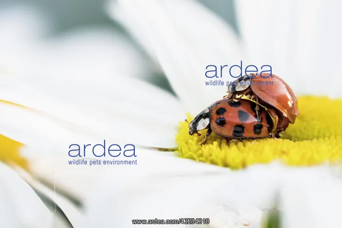 : Two Asian lady beetles (Harmonia axyridis) mating : Two Asian lady beetles (Harmonia axyridis) mating