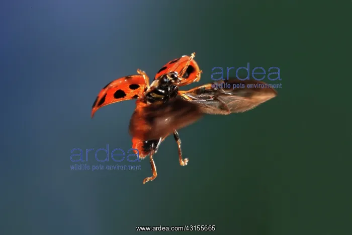 : Asian Ladybird Beetle : Asian Ladybird Beetle