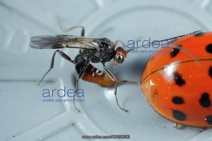 : Asian Ladybird Beetle : Asian Ladybird Beetle
