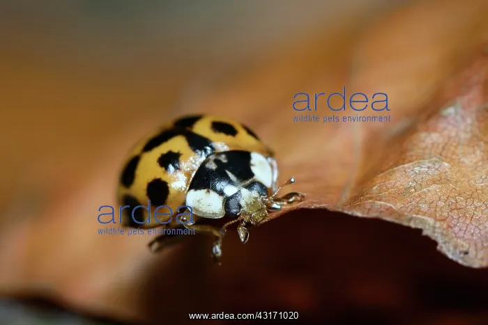 : Asian Ladybird Beetle : Asian Ladybird Beetle