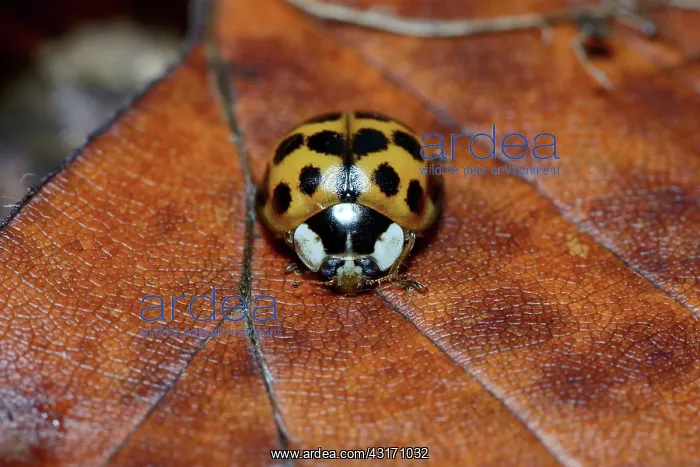 : Asian Ladybird Beetle : Asian Ladybird Beetle