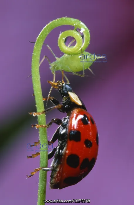 : Asian Ladybird Beetle (Harmonia axyridis) catch : Asian Ladybird Beetle (Harmonia axyridis) catch