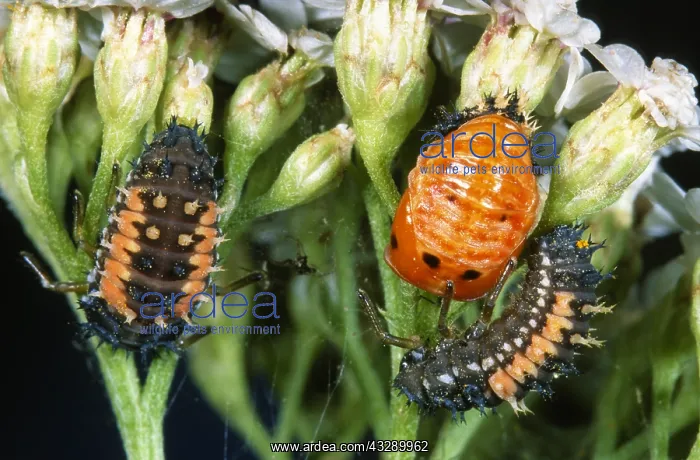 : Asian Ladybird Beetle (Harmonia axyridis) larva : Asian Ladybird Beetle (Harmonia axyridis) larva