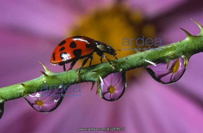 : Asian Ladybird Beetle (Harmonia axyridis) walki : Asian Ladybird Beetle (Harmonia axyridis) walki