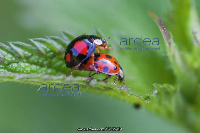: Asian ladybirds (Coccinellidae) mating, Germany : Asian ladybirds (Coccinellidae) mating, Germany