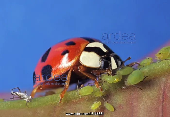 : Asian Ladybug Beetle : Asian Ladybug Beetle