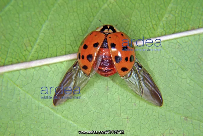 : Asian Ladybug Beetle : Asian Ladybug Beetle