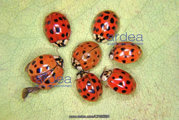 : Asian Ladybug Beetles : Asian Ladybug Beetles