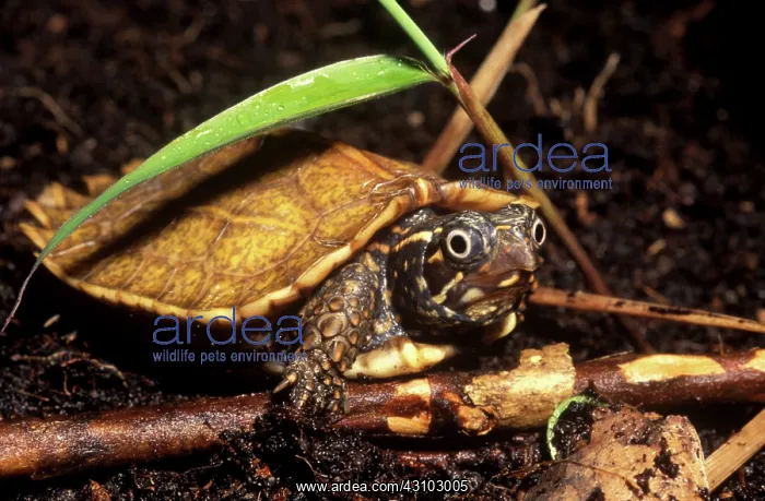 : Asian Leaf Turtle : Asian Leaf Turtle
