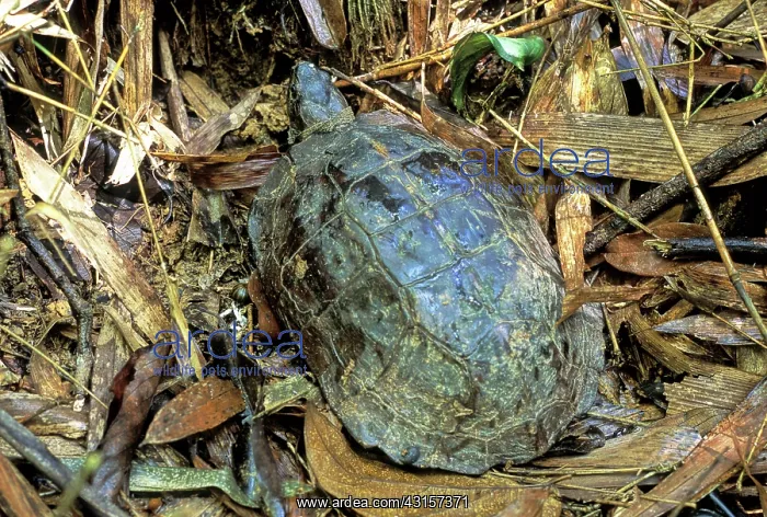 : Asian Leaf Turtle : Asian Leaf Turtle