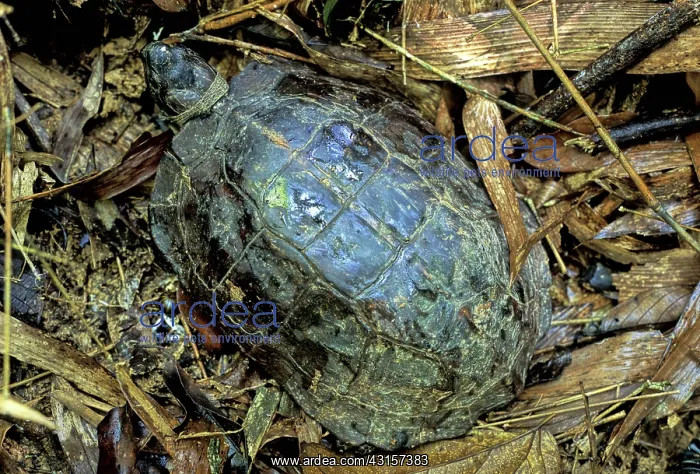 : Asian Leaf Turtle : Asian Leaf Turtle