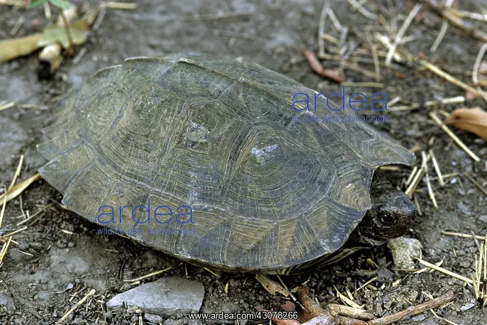 : Asian Leaf Turtle, Cambodia : Asian Leaf Turtle, Cambodia