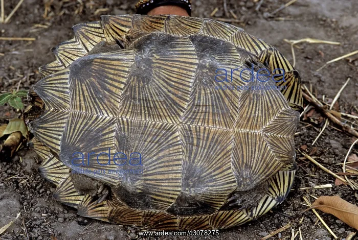 : Asian Leaf Turtle, Cambodia : Asian Leaf Turtle, Cambodia