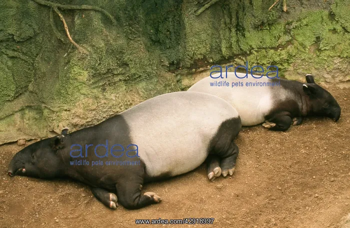 : Asian / Malayan Tapir - lying down with baby : Asian / Malayan Tapir - lying down with baby