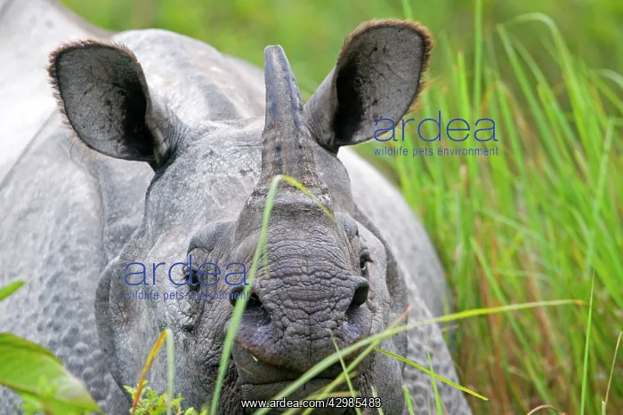 : Asian One-horned Rhino / Indian / Greater One-horned : Asian One-horned Rhino / Indian / Greater One-horned
