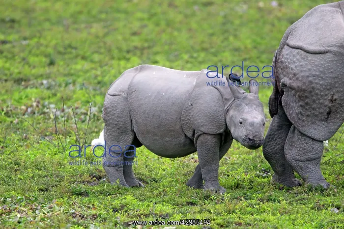 : Asian One-horned Rhino / Indian / Greater One-horned : Asian One-horned Rhino / Indian / Greater One-horned