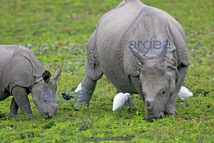 : Asian One-horned Rhino / Indian / Greater One-horned : Asian One-horned Rhino / Indian / Greater One-horned