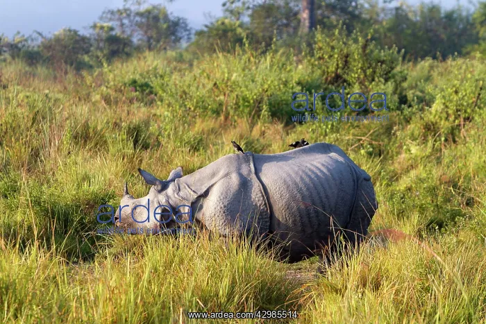 : Asian One-horned Rhino / Indian / Greater One-horned : Asian One-horned Rhino / Indian / Greater One-horned