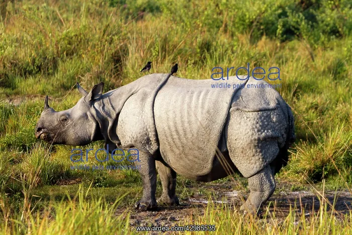 : Asian One-horned Rhino / Indian / Greater One-horned : Asian One-horned Rhino / Indian / Greater One-horned