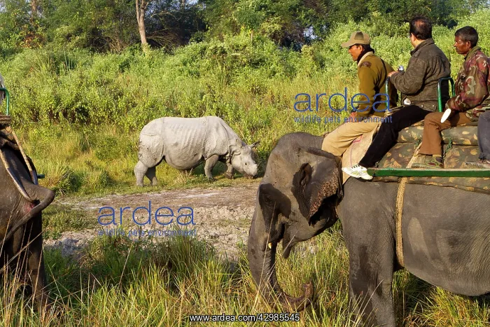 : Asian One-horned Rhino / Indian / Greater One-horned : Asian One-horned Rhino / Indian / Greater One-horned