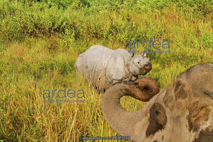  : Asian One-horned Rhino  /  Indian  /  Greater One-horned