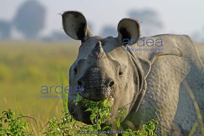 : Asian One-horned Rhino / Indian / Greater One-horned : Asian One-horned Rhino / Indian / Greater One-horned