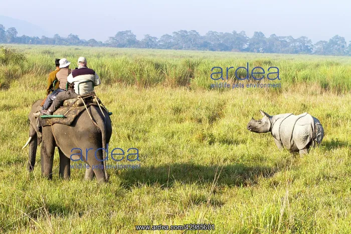 : Asian One-horned Rhino / Indian / Greater One-horned : Asian One-horned Rhino / Indian / Greater One-horned