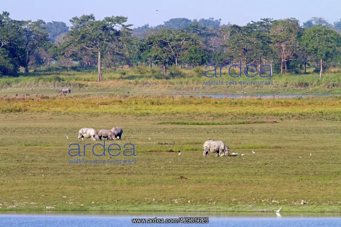 : Asian One-horned Rhino / Indian / Greater One-horned : Asian One-horned Rhino / Indian / Greater One-horned