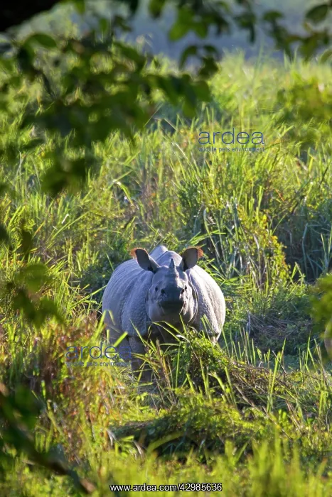 : Asian One-horned Rhino / Indian / Greater One-horned : Asian One-horned Rhino / Indian / Greater One-horned